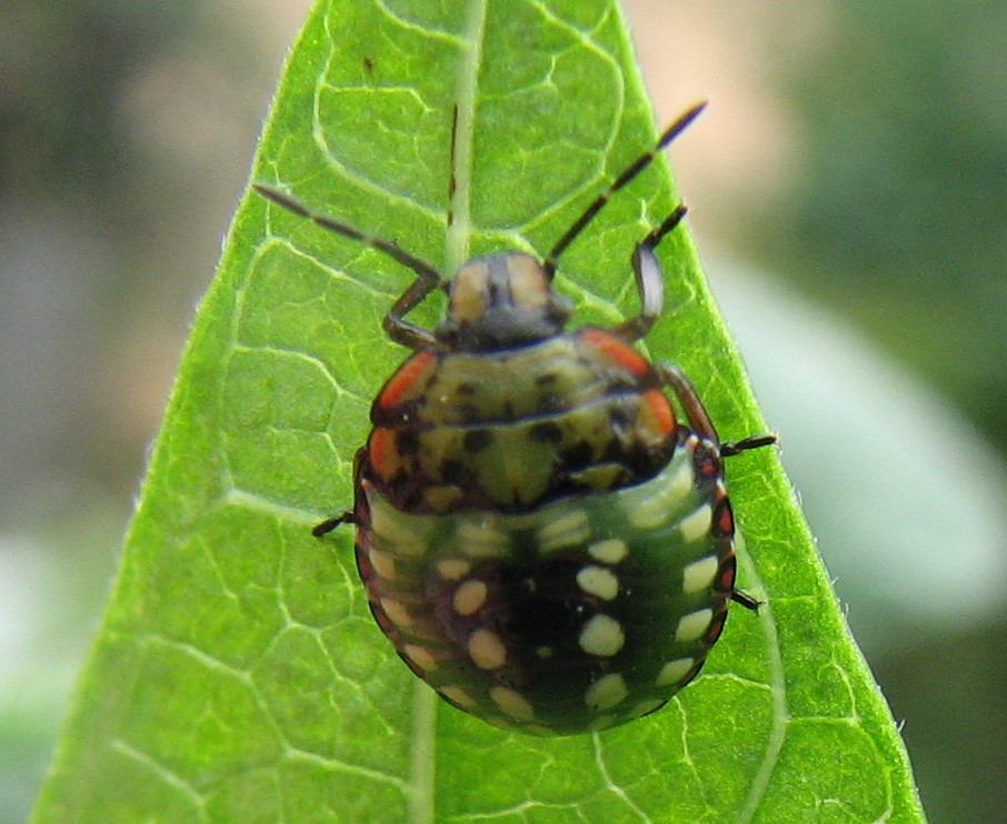 identificazione cimici